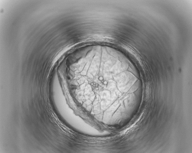 X0000086880925200705141406