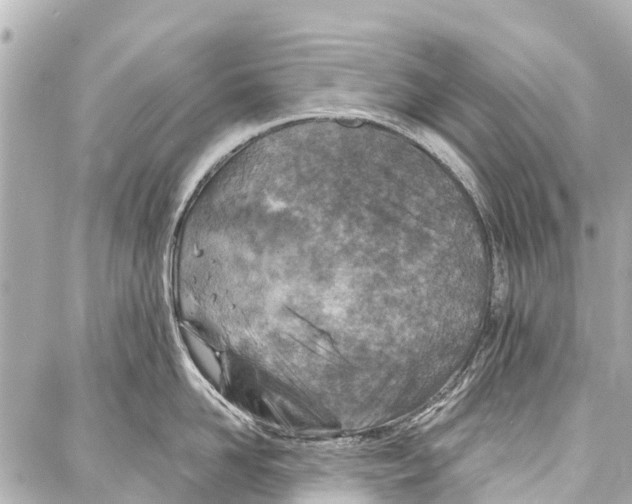 X0000086880958200705141407