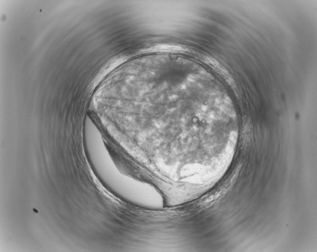 X0000086881425200705141359