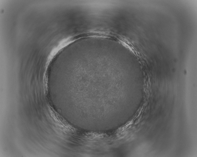 X0000086890343200704231133