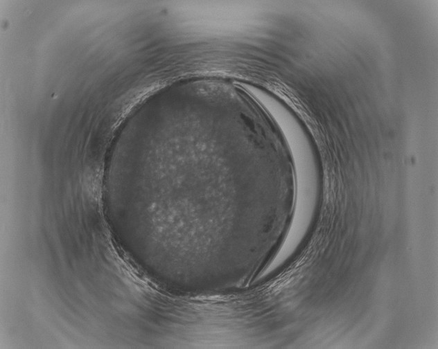 X0000086890434200704231132