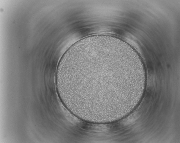 X0000086891338200704231118