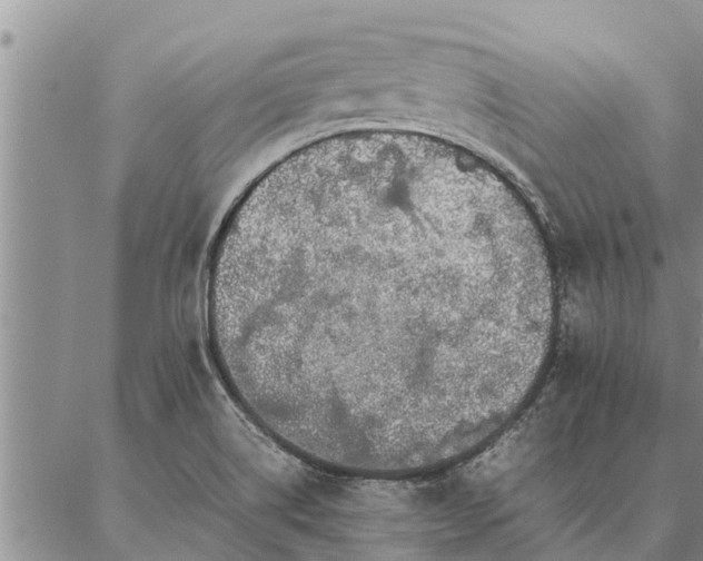 X0000086891514200704231115