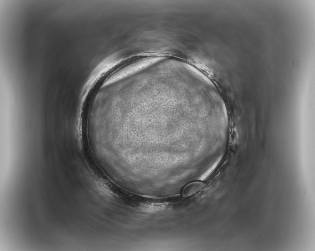 X0000086890296200704301002