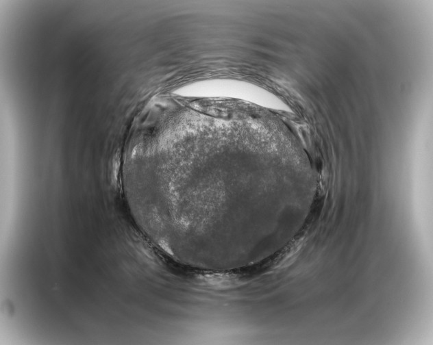 X0000086890417200704301001