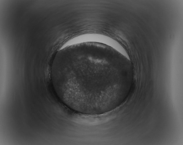 X0000086890029200705071232