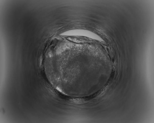 X0000086890417200705071227