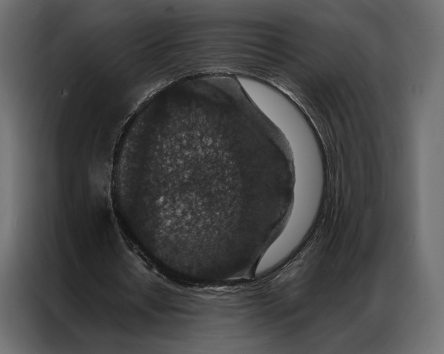 X0000086890434200705071226