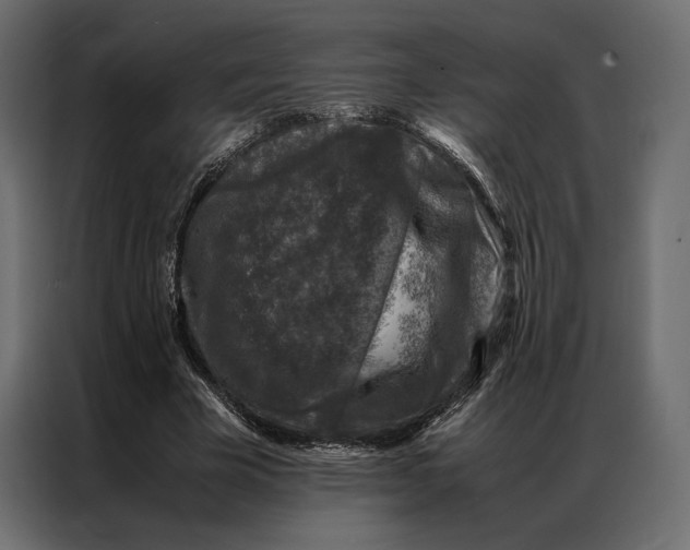 X0000086890585200705071224