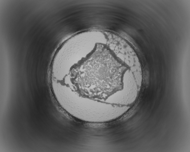 X0000086890856200705071221