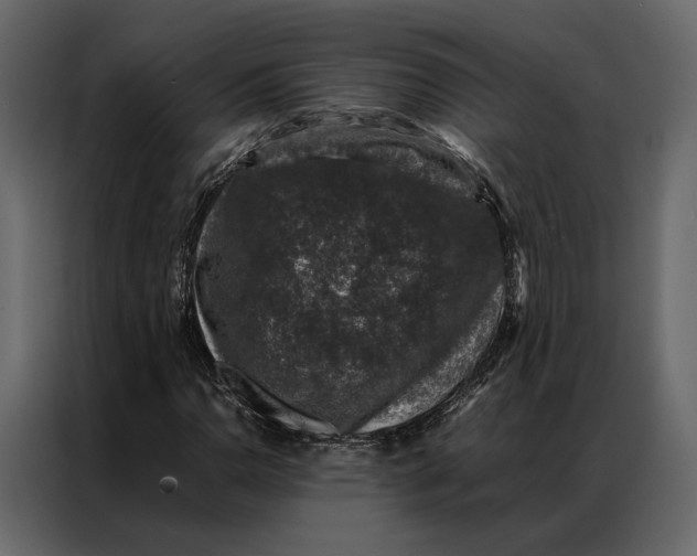 X0000086891110200705071217