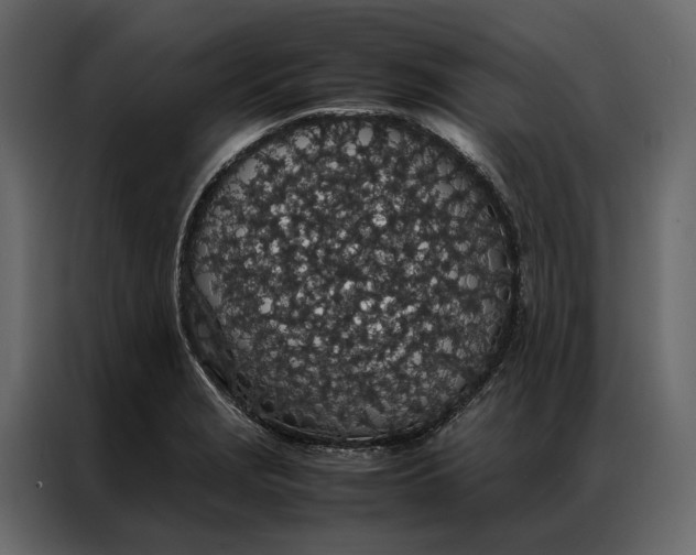 X0000086891229200705071216