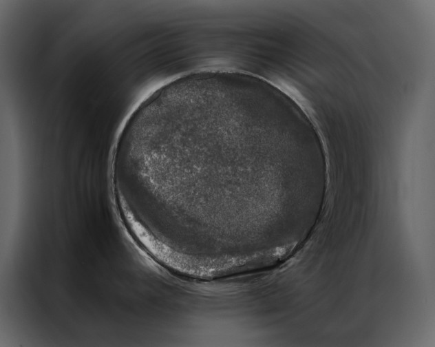 X0000086891392200705071214