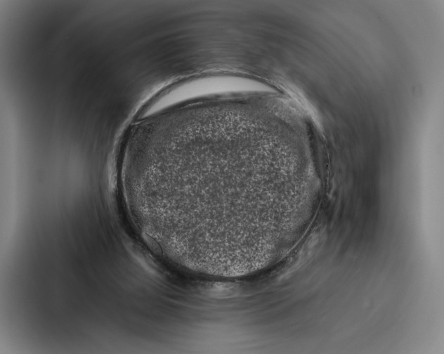 X0000086890060200705141631