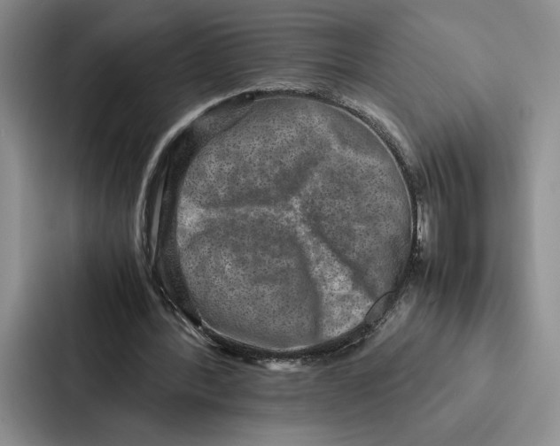 X0000086890388200705141627