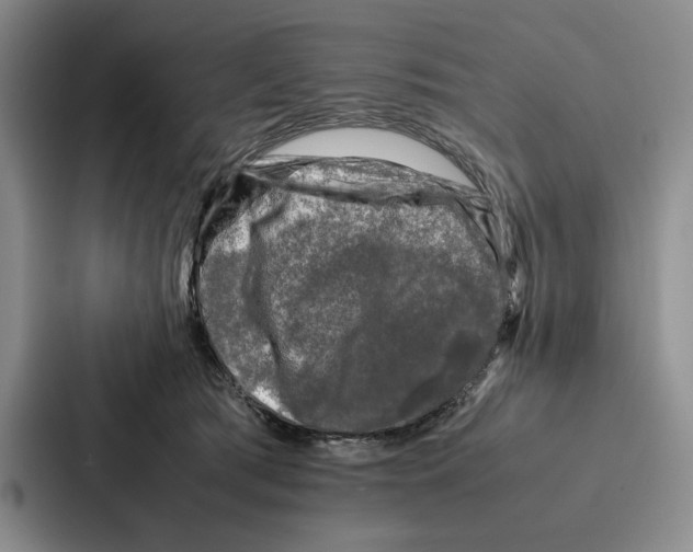 X0000086890417200705141626