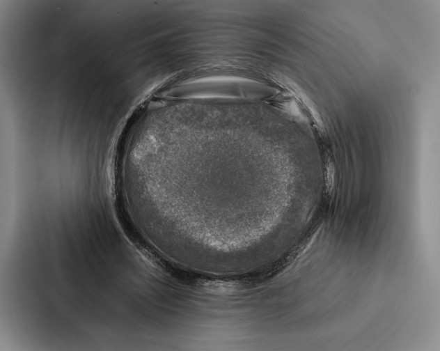 X0000086890444200705141626