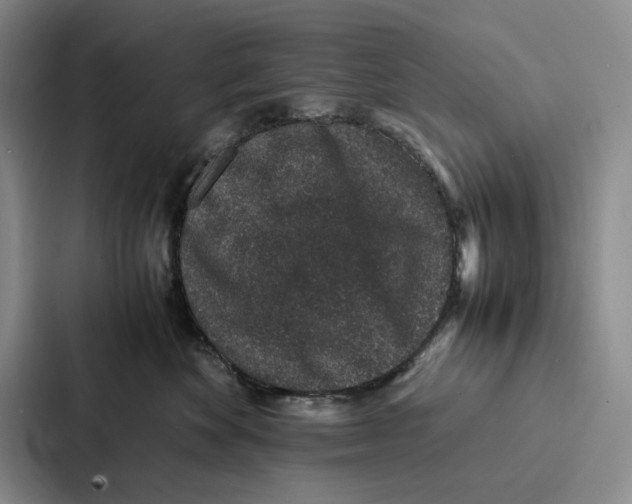 X0000086890524200705141625