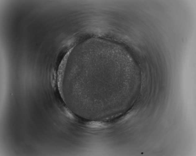 X0000086890528200705141625