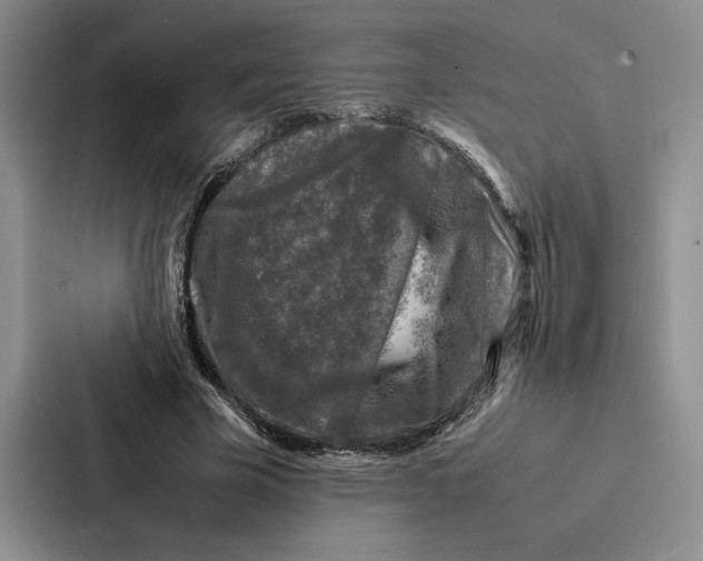 X0000086890585200705141624