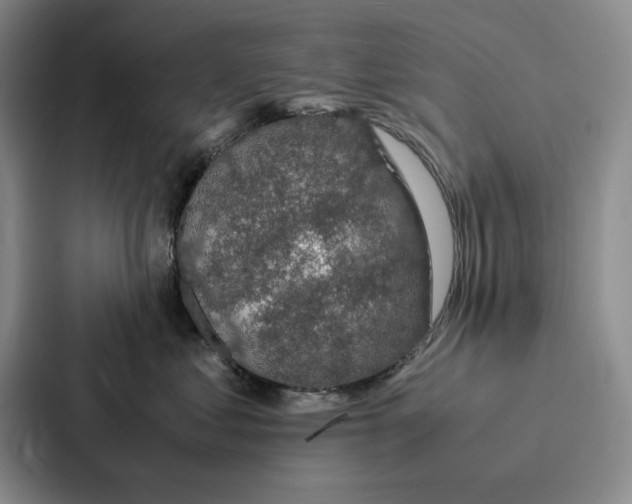 X0000086890621200705141624