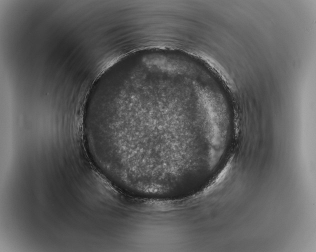 X0000086890977200705141619