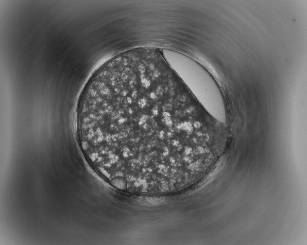 X0000086891095200705141618