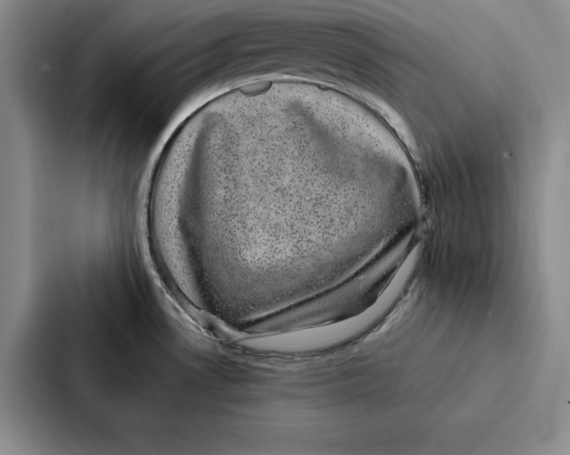 X0000086891530200705141612