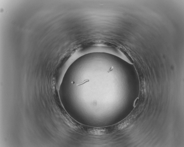 X0000086900664200704231154