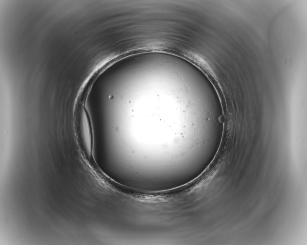 X0000086900835200704301015