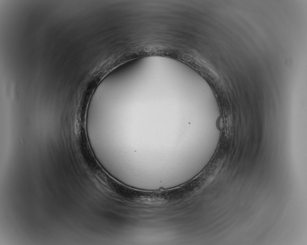 X0000086900644200705141643