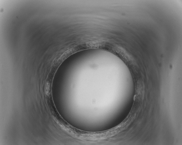 X0000086910025200704231230