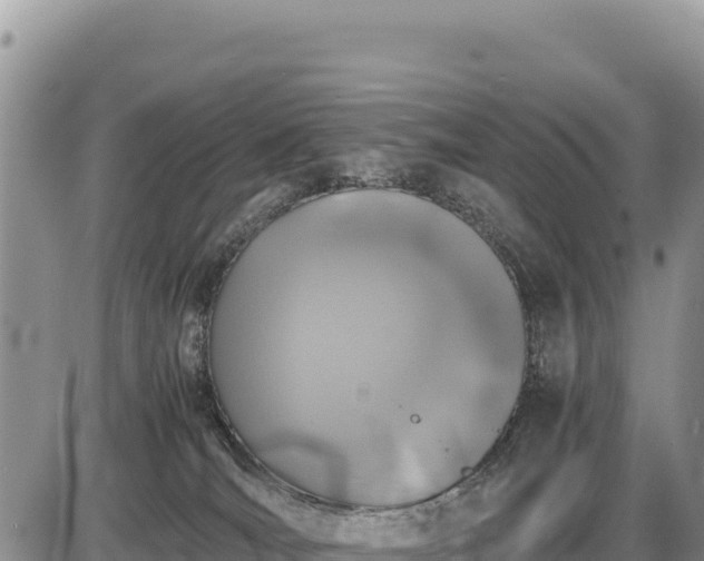 X0000086910036200704231229