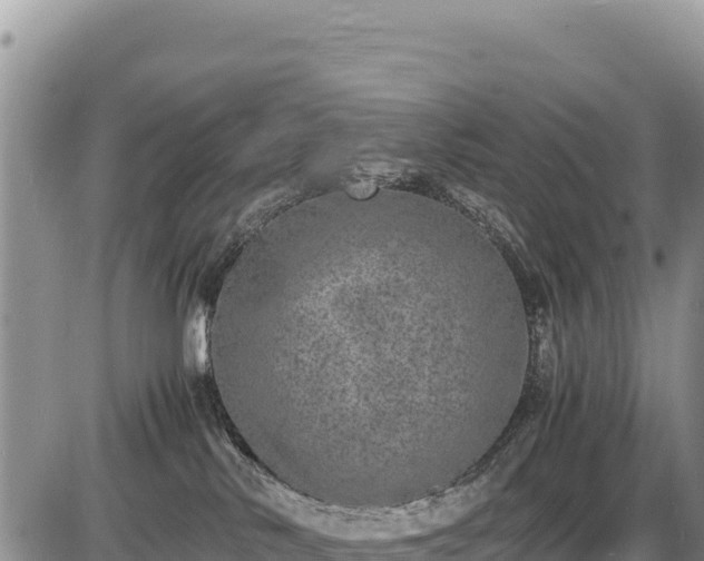 X0000086910042200704231229