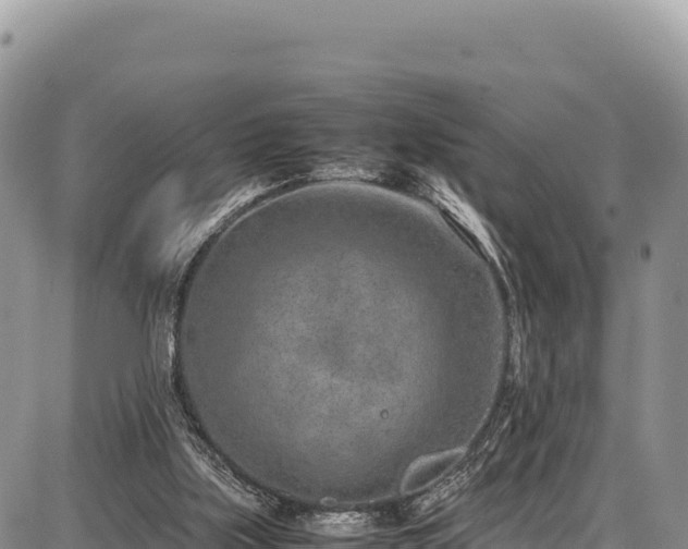 X0000086910059200704231229