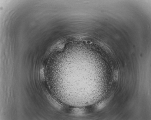 X0000086910238200704231226