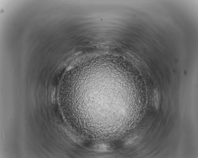 X0000086910610200704231220
