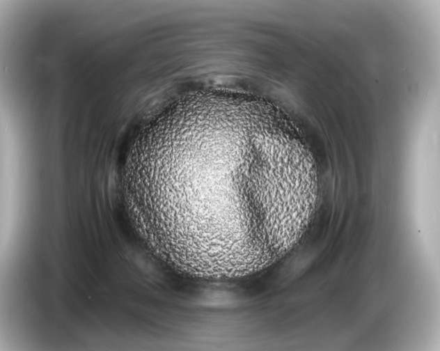 X0000086910222200704301043