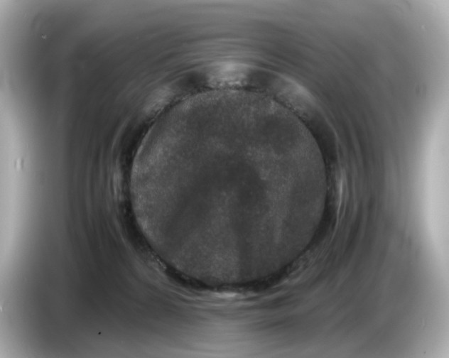 X0000086910224200704301043