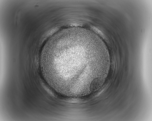 X0000086910402200704301041