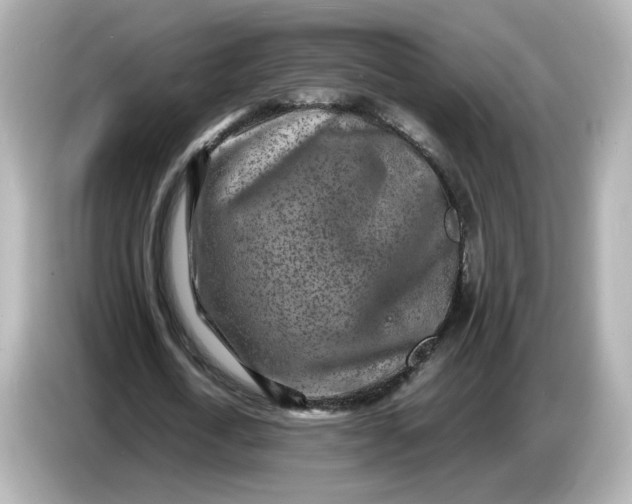 X0000086910722200704301036