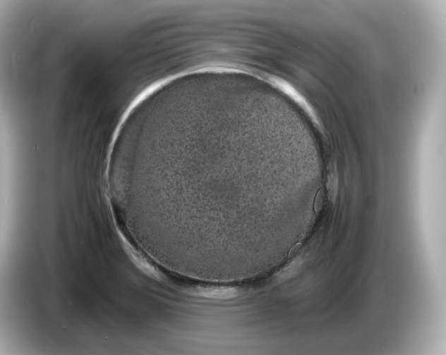 X0000086911372200704301028