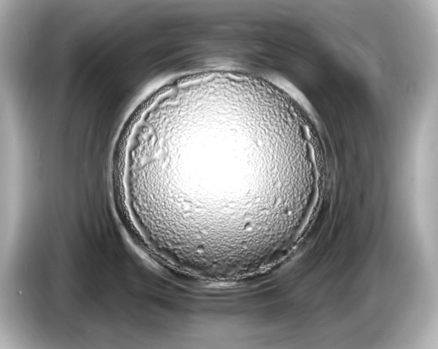 X0000086911439200704301028