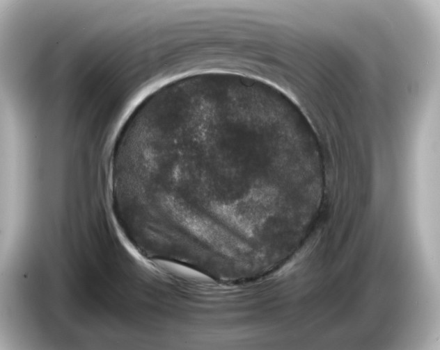 X0000086911515200704301027