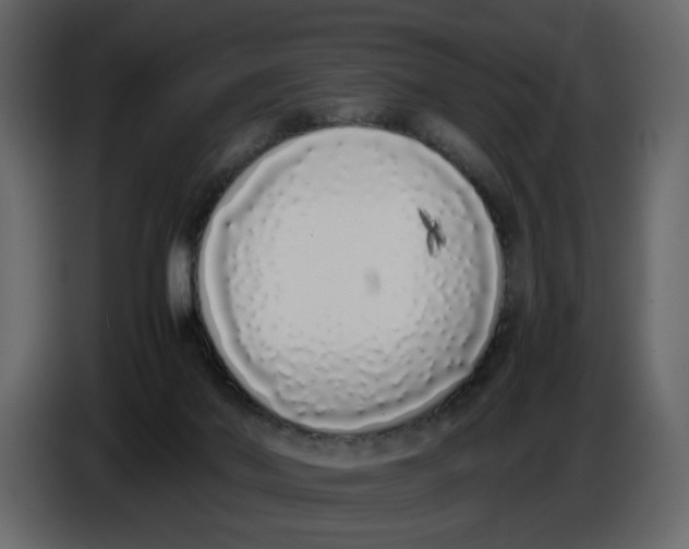 X0000086910022200705071313