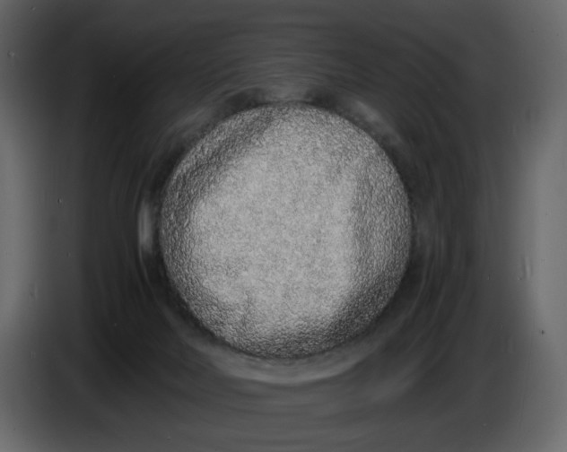 X0000086910026200705071313