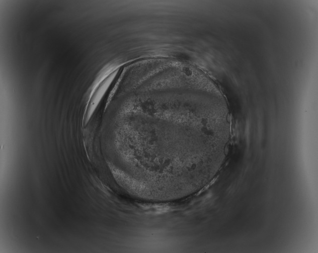 X0000086910099200705071312