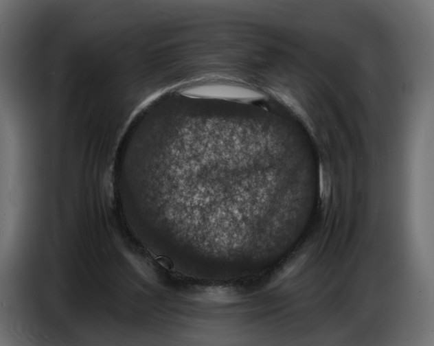 X0000086910204200705071310