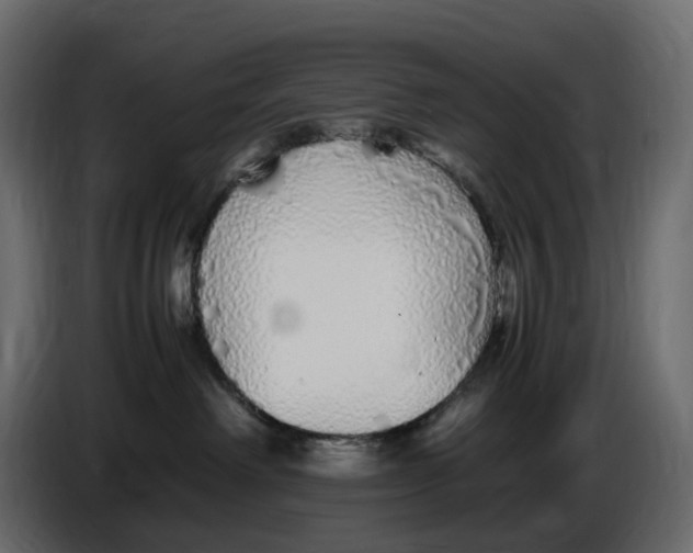 X0000086910238200705071310