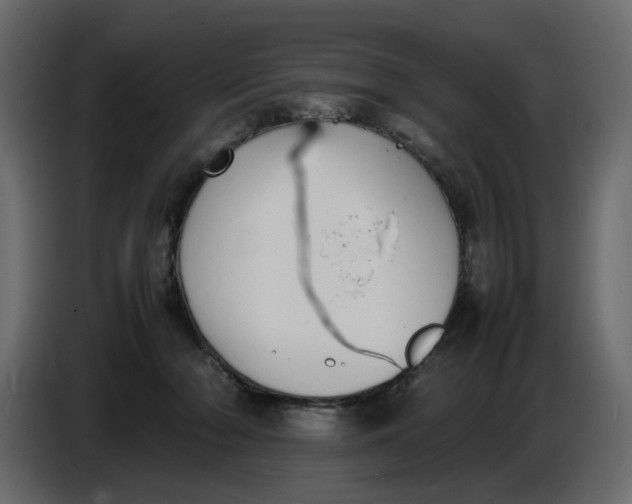 X0000086910318200705071309